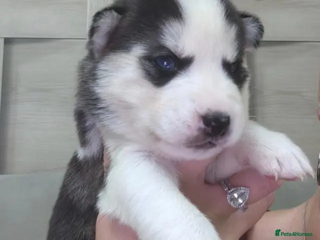 Siberian Husky dogs for sale: Beautiful blue eye husky pup 5 left!! - Advert 1
