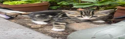 Mixed Breed cats for sale: 3 gorgeous kittens ready to leave to forever homes in Reading - Advert 11