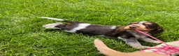 Cocker Spaniel dogs for sale: Fantastic HEALTH tested KC REG show type cocker 🐶 - Advert 14