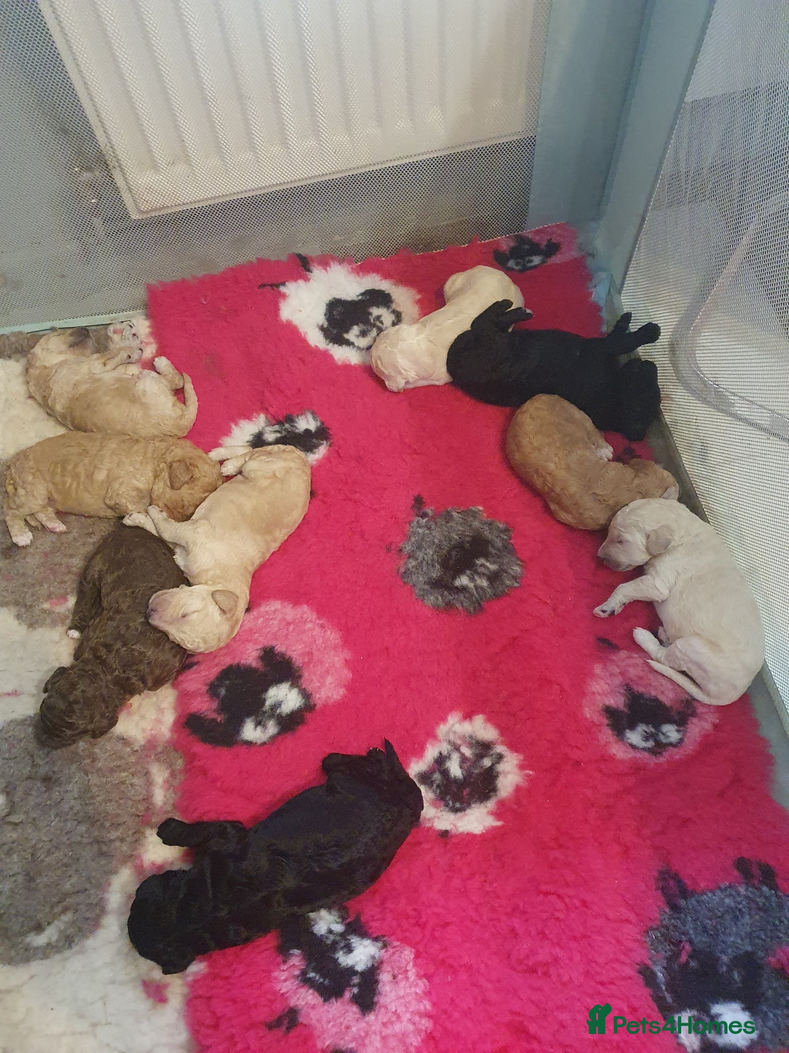 Standard Poodle dogs Standard poodle puppy's kc reg - Advert 7
