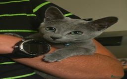 Russian Blue cats for sale: Pedigree Russian blue kittens NORTH LONDON  - Image 11