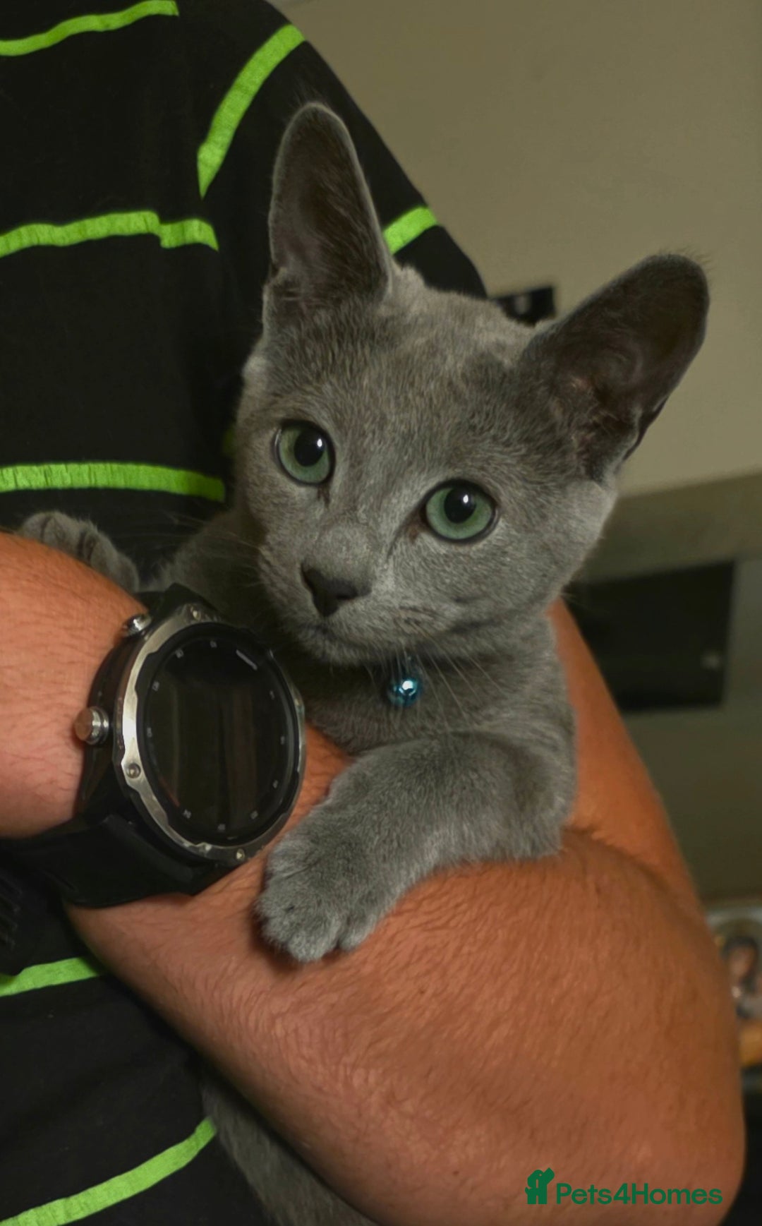 Russian Blue cats for sale: Pedigree Russian blue kittens NORTH LONDON  - Image 11