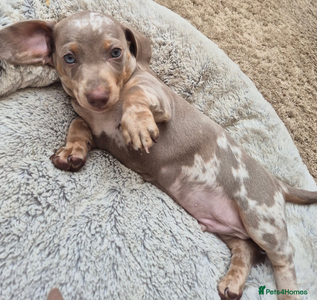 Dachshund dogs for sale: Beautiful kc isabella dapple dachshunds - Image 21