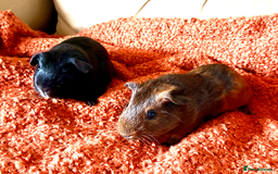 Guinea Pig rodents for sale: Two lovely boars looking for a new home! - Image 5