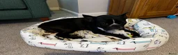 Boston Terrier dogs for sale: Muffin a 4 year old Boston terrier  - Advert 8