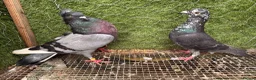 Pigeons birds for sale: 35 Mix  pigeon for sale - Advert 5