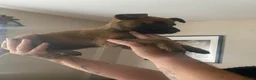 Mixed Breed dogs for sale: Looking for there forever home  in Tipton - Advert 8