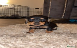 Miniature Dachshund dogs for sale: Stunning Mini Dachshunds 😍  - Image 2