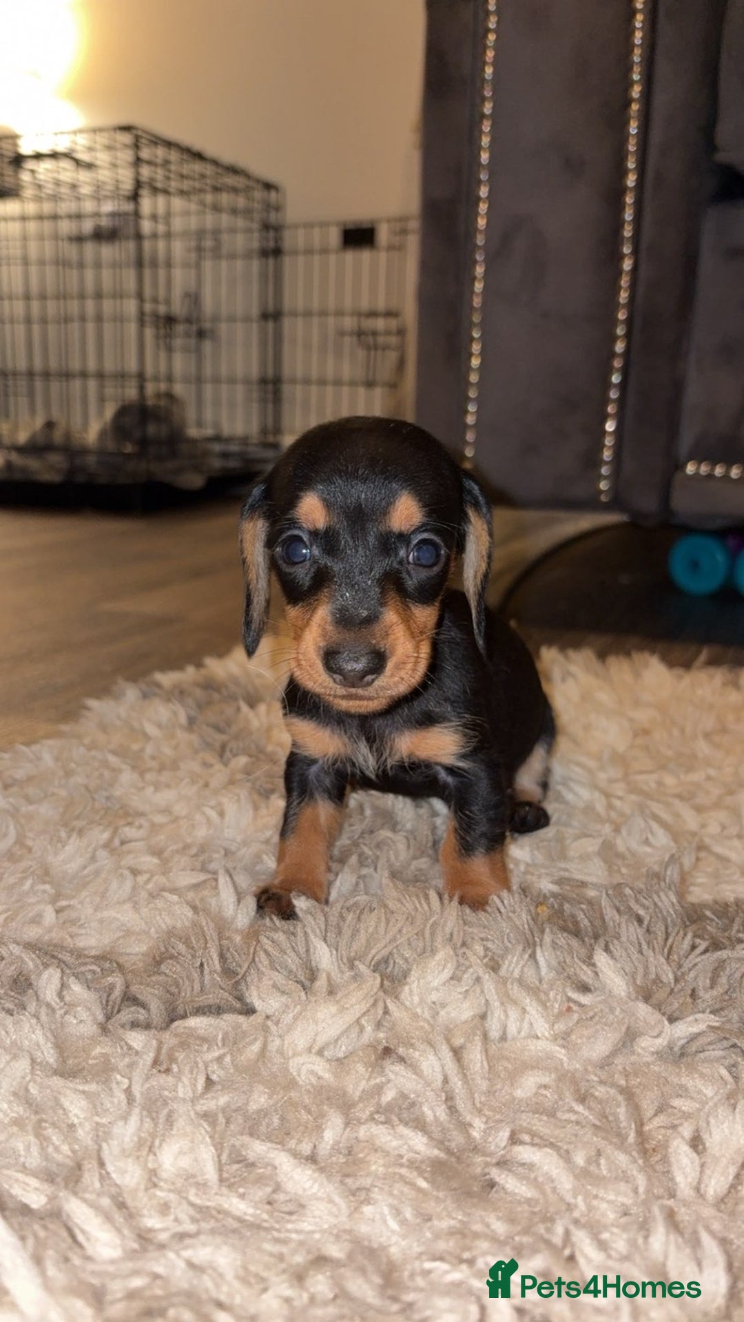 Miniature Dachshund dogs for sale: Stunning Mini Dachshunds 😍  - Image 2