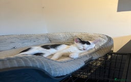 Domestic Shorthair cats for sale: Milo - rehoming - Image 2