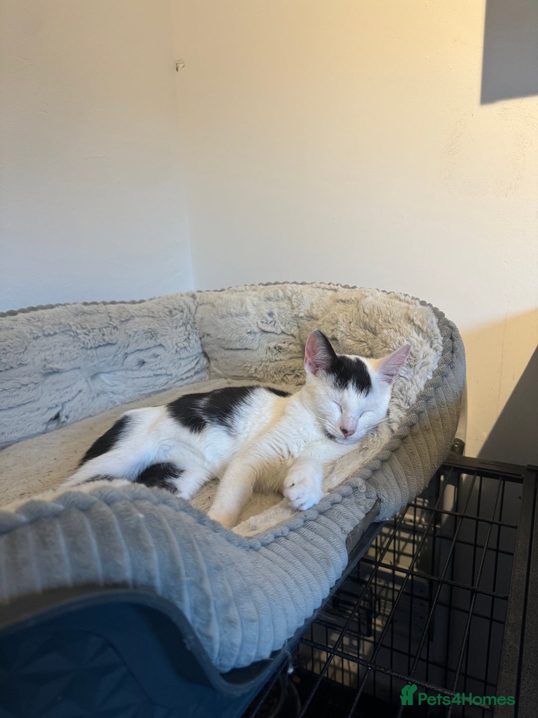 Domestic Shorthair cats for sale: Milo - rehoming - Image 2