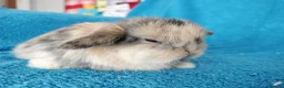 Mini Lop rabbits for sale: Baby mini lops for sale  - Advert 7