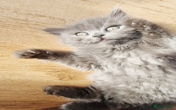 British Longhair cats for sale: Gorgeous Blue British longhair kittens - Image 5