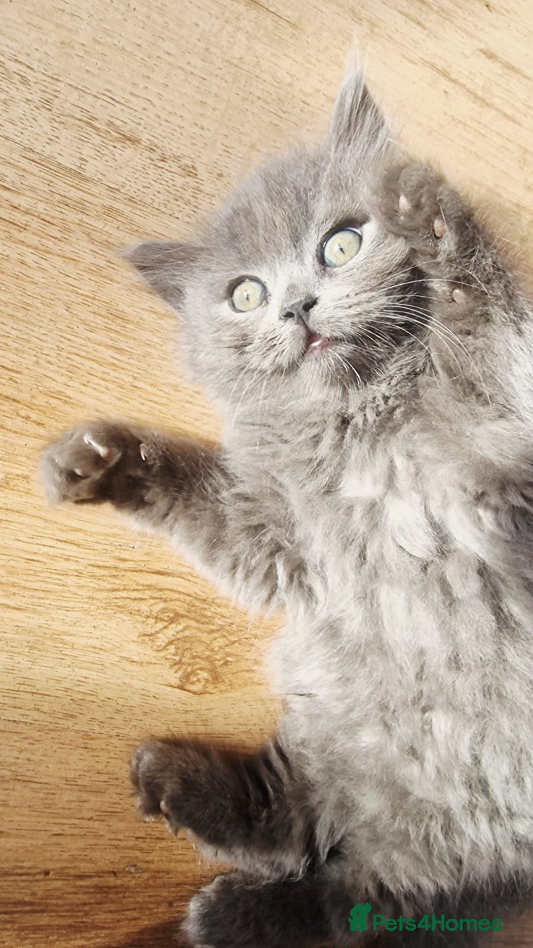 British Longhair cats for sale: Gorgeous Blue British longhair kittens - Image 5