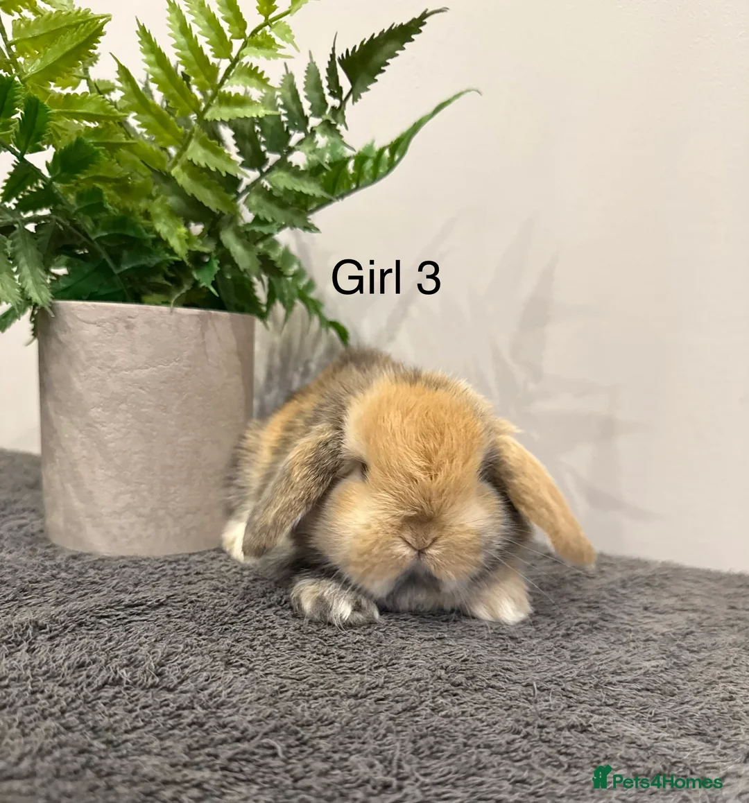 Mini Lop rabbits for sale: ✨Stunning Magpie & Harlequin Mini Lops✨ - Advert 19