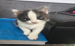 Maine Coon cats for sale: Beautiful Maine Coon cross kittens - Image 1