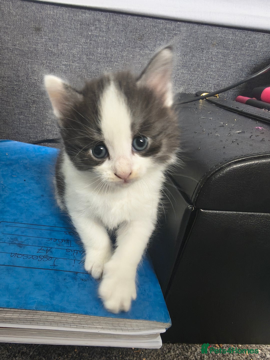 Maine Coon cats for sale: Beautiful Maine Coon cross kittens - Image 1