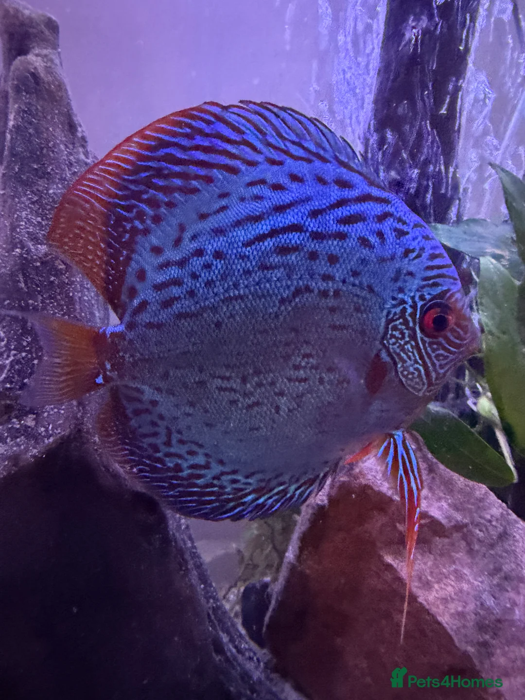 Discus fish for sale: Blue Scorpion Discus  5” plus - Advert 2