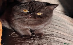 Exotic cats for sale: GCCF Registered Exotic Kittens  - Image 6