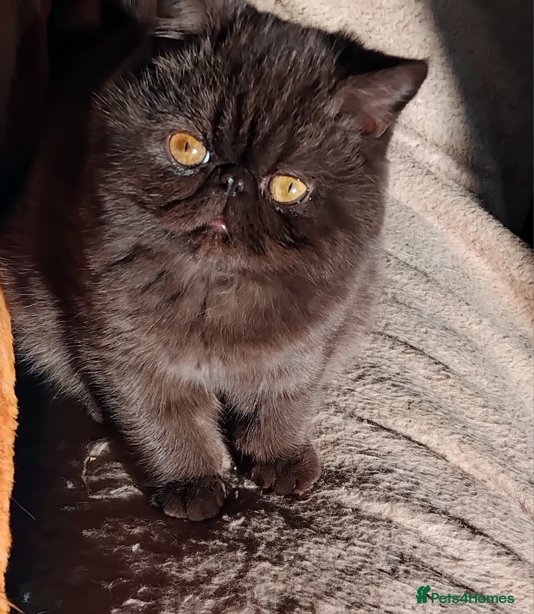 Exotic cats for sale: GCCF Registered Exotic Kittens  - Image 6