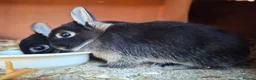 Netherland Dwarf rabbits for sale: Netherland Dwarf rabbits - Advert 5