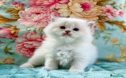Ragdoll cats for sale: 1 boy 3 girls  - Image 9