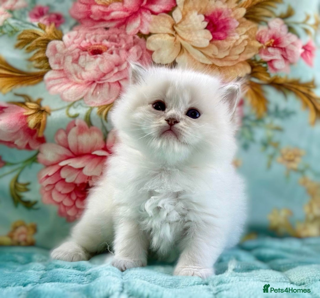 Ragdoll cats for sale: 1 boy 3 girls  - Image 9