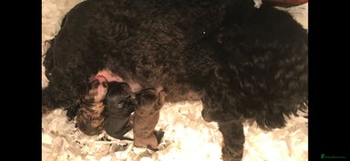 Cockapoo dogs Fabulous F1b cockapoos - Advert 3