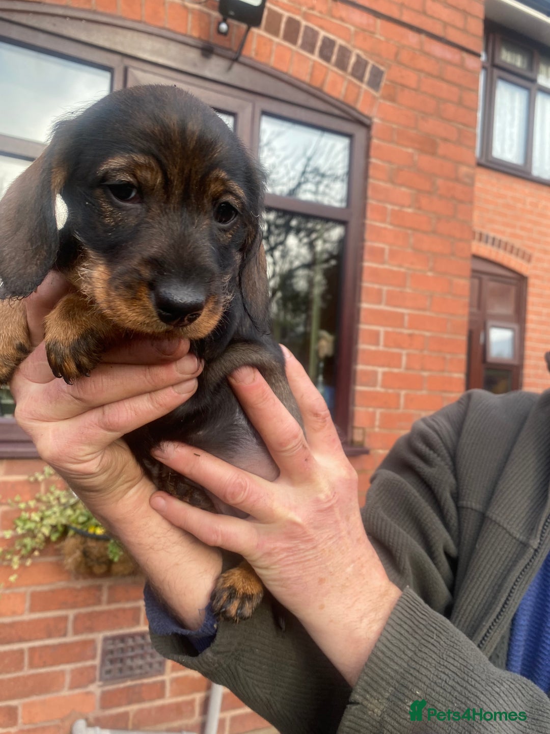 Dachshund dogs for sale: Daschund/Tekkel wired coated  - Advert 7