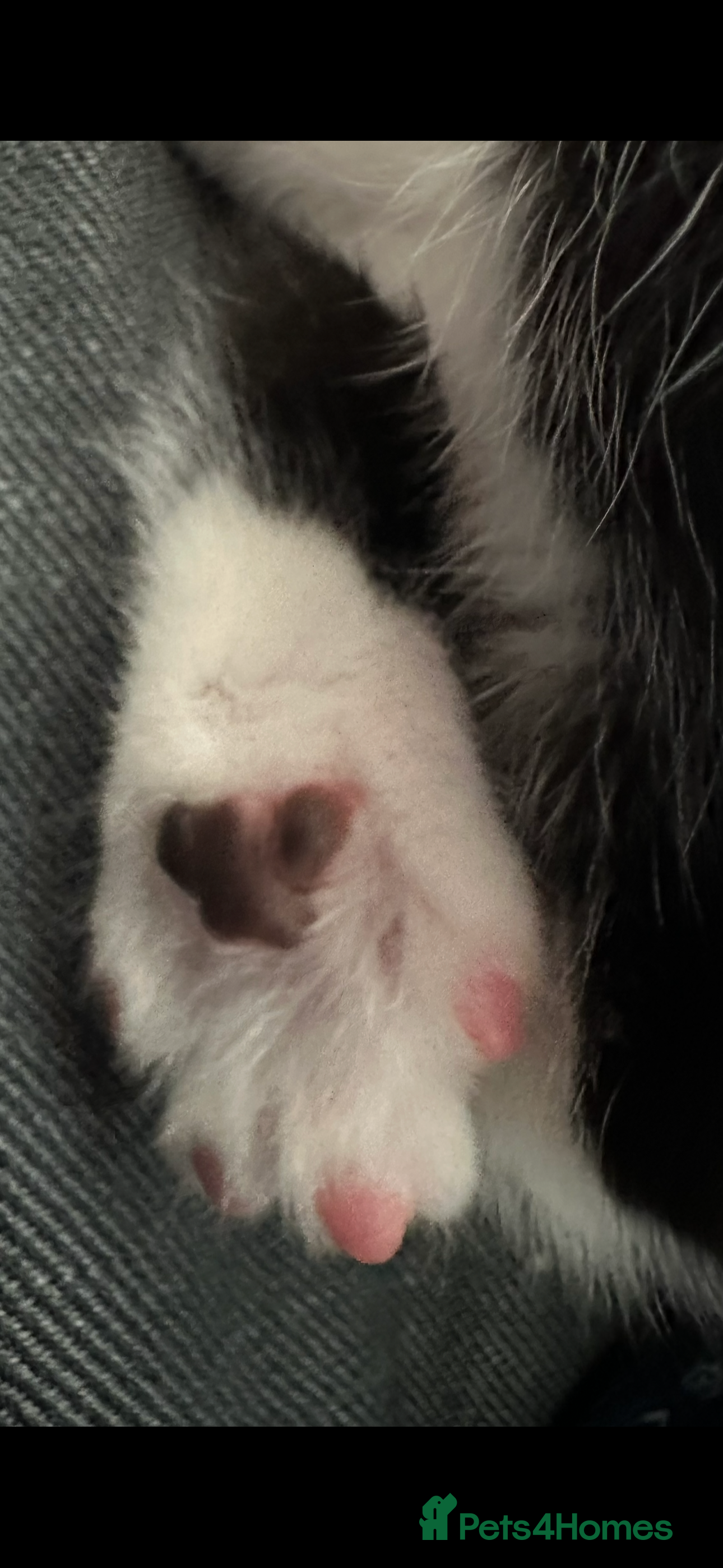 Mixed Breed cats Ready now 🤩 Last one remaining kitten Ragdolmom - Advert 2