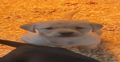 Labrador Retriever dogs - Advert 3