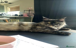 Maine Coon cats for sale: 1 year old Maine Coon Pair - Advert 11