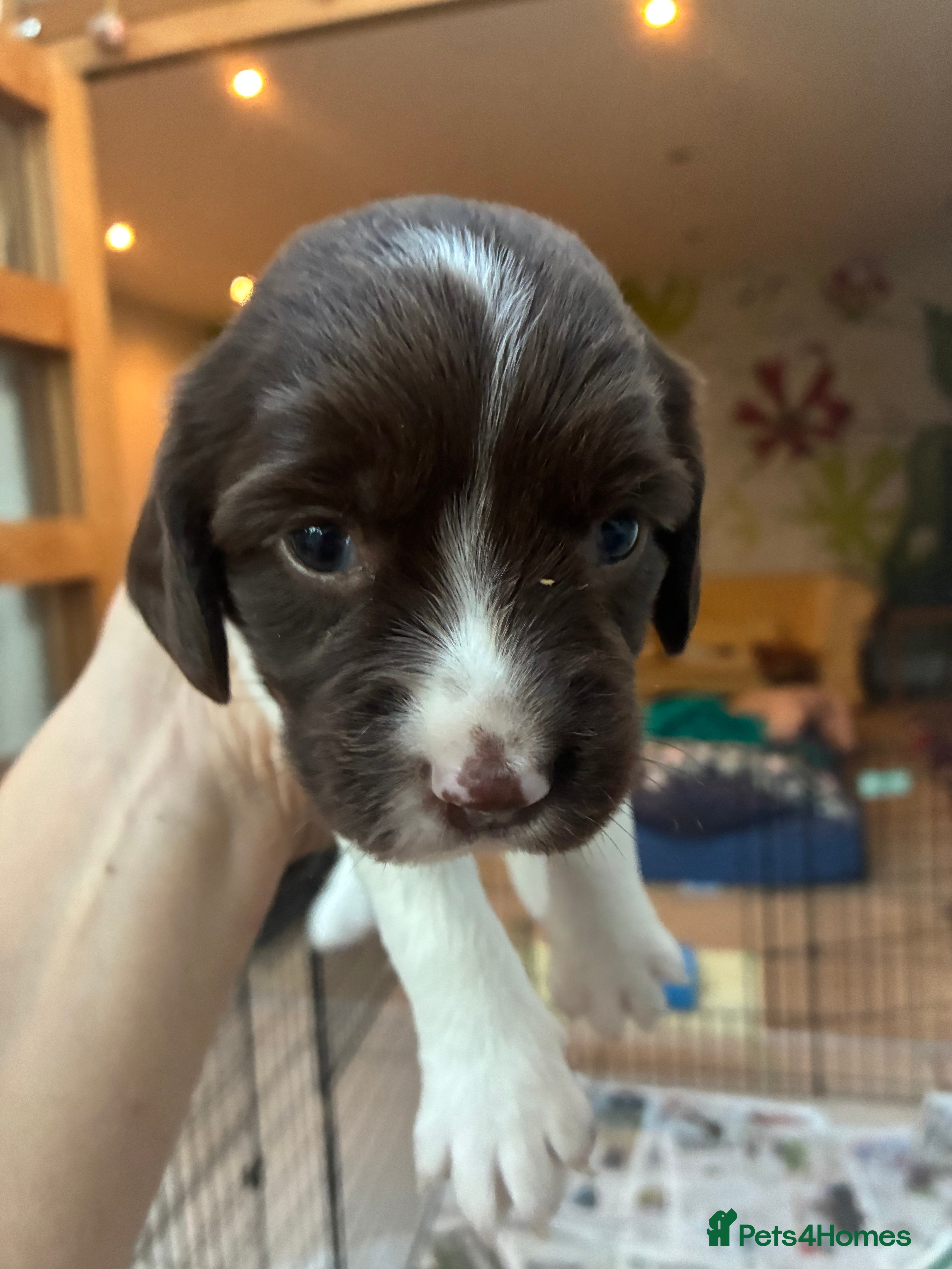 English Springer Spaniel dogs Willows pups - Advert 2