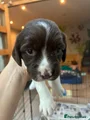 English Springer Spaniel 8
