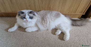 Ragdoll cats - Advert 4