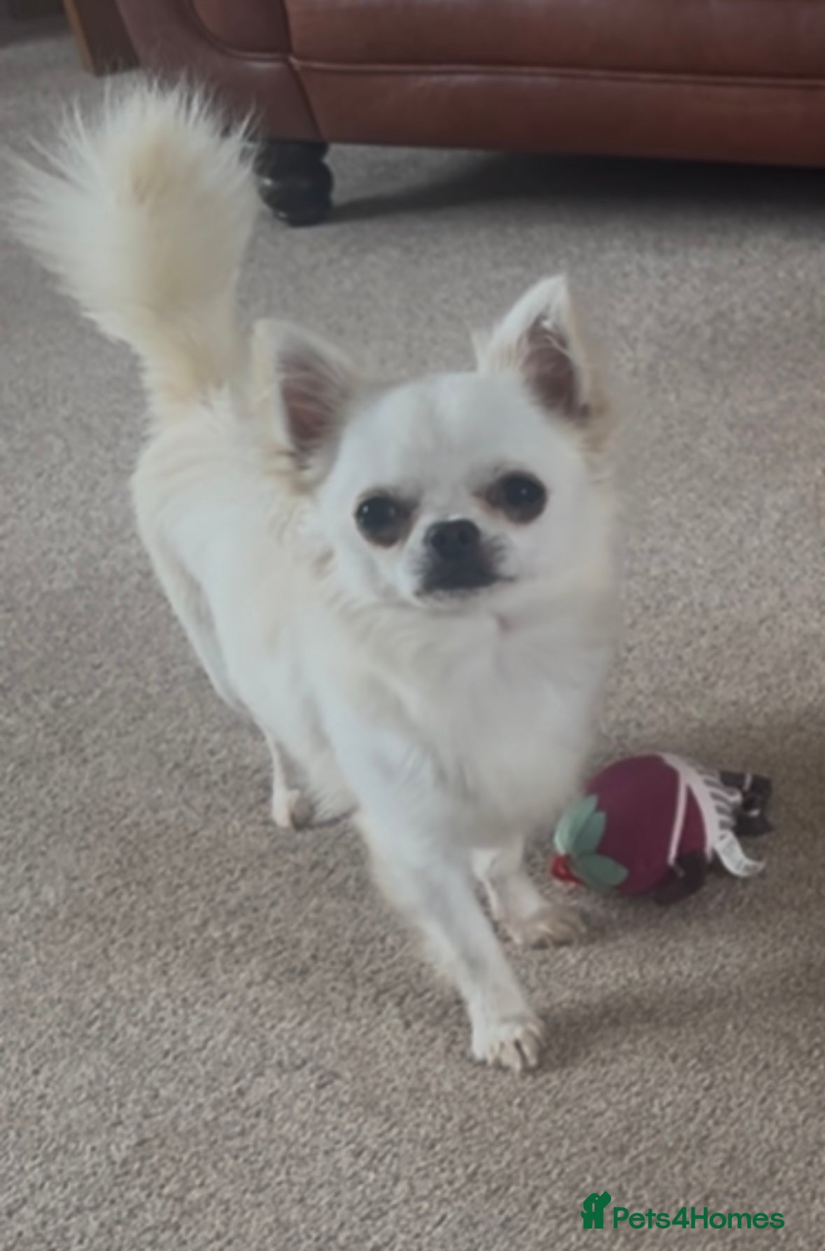 Chihuahua dogs KC Registered L/C Chihuahuas - Advert 1