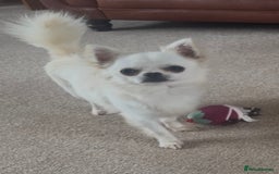 Chihuahua dogs for sale: KC Registered L/C Chihuahuas - Image 1