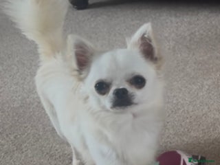 Chihuahua dogs - Advert 24