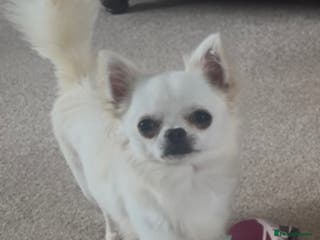 Chihuahua dogs KC Registered L/C Chihuahuas - Advert 6