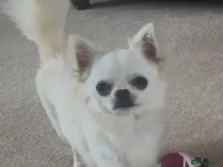 Chihuahua dogs KC Registered L/C Chihuahuas - Advert 9