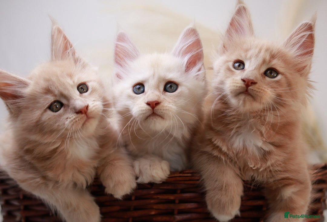 Maine Coon cats for sale: Rare Red Female Maine Coon – TICA Registered - Advert 4