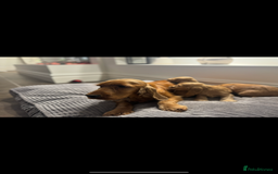Cocker Spaniel dogs for sale: ALL GOLDEN 100% SHOW TYPE HEALTH TESTED PARENTS  - Image 11