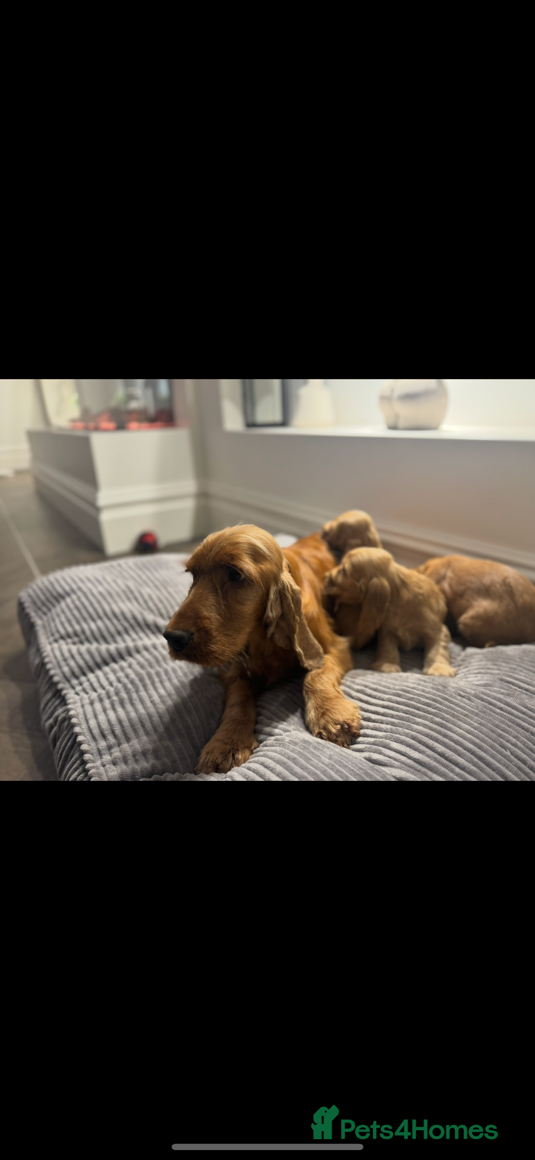 Cocker Spaniel dogs for sale: ALL GOLDEN 100% SHOW TYPE HEALTH TESTED PARENTS  - Image 11
