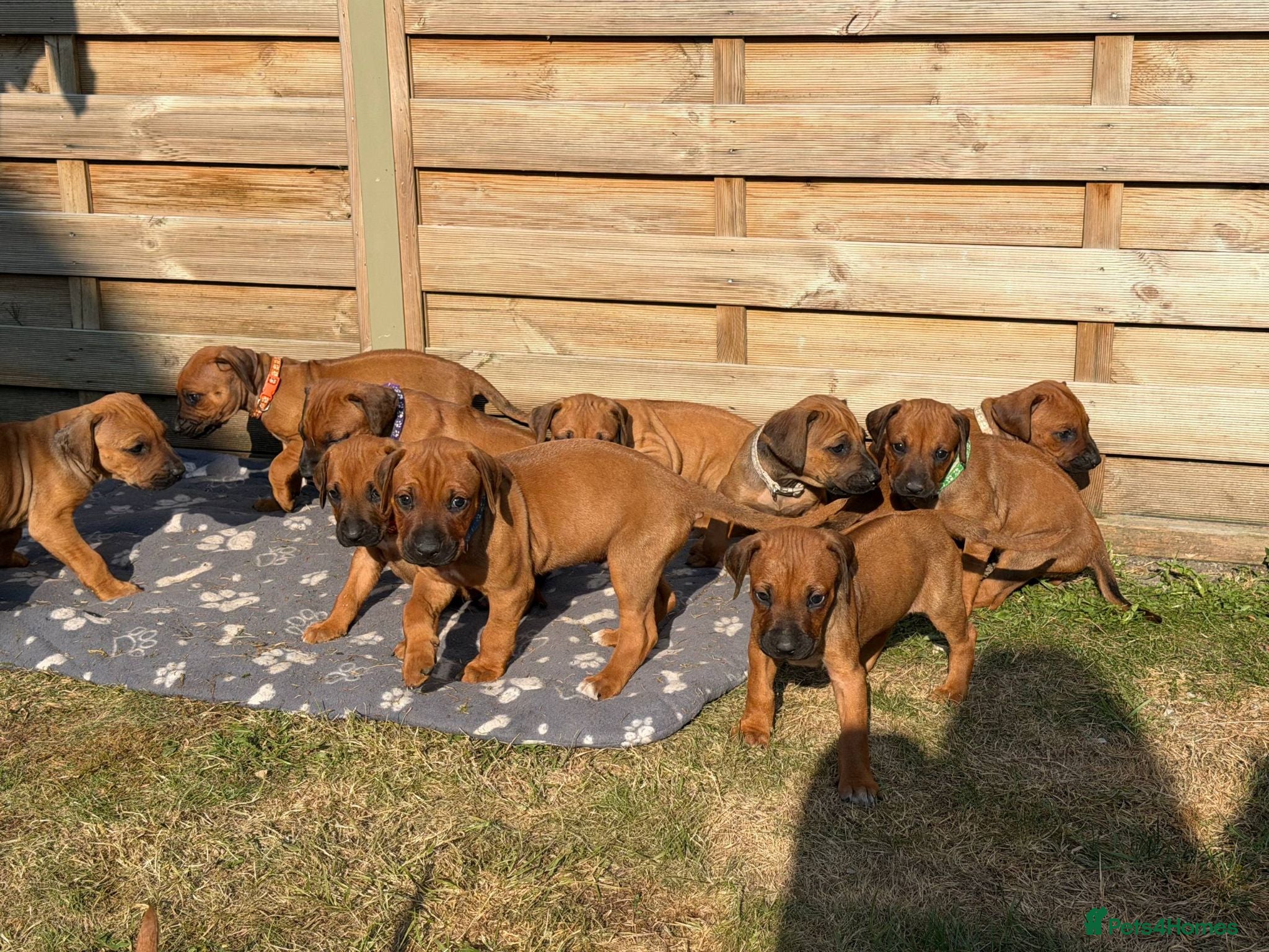 Rhodesian Ridgeback dogs * Viewings Now Open - 3 Girls Remaining *  - Advert 2