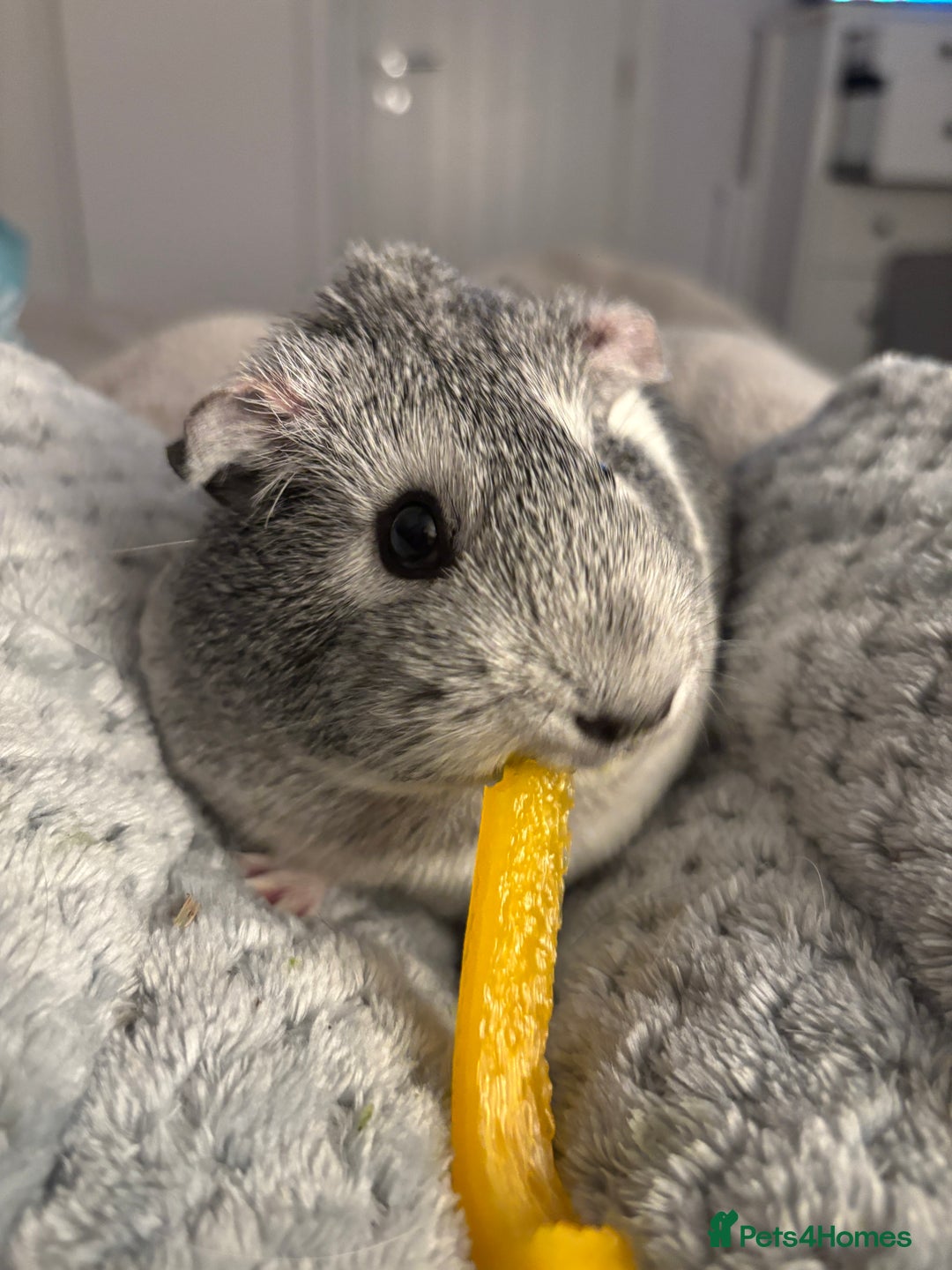 Guinea Pig rodents for sale: Gorgeous young guinea pigs  - Advert 3