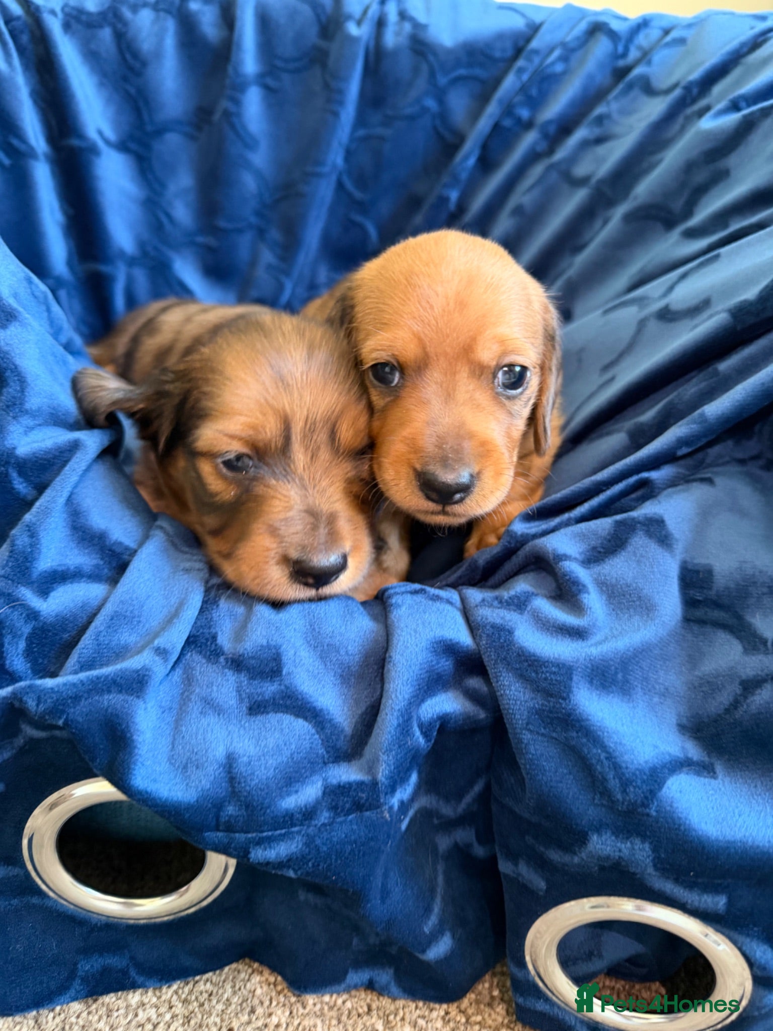 Miniature Dachshund dogs Beautiful Dapple Litter Expected 20th June 2026 - Advert 2