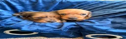Miniature Dachshund dogs for sale: Beautiful Dapple Litter Born 14th June 2026 - Advert 2