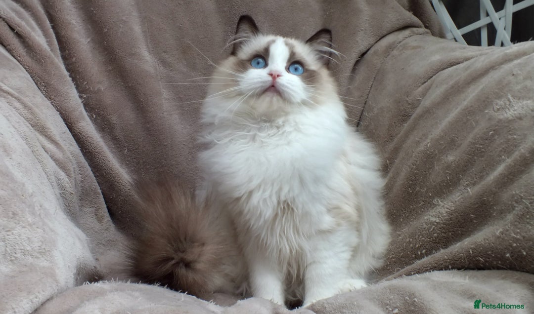 Ragdoll cats for sale: 2 RAGDOLL KITTENS TO GO TOGETHER CHAMPION IMP BL - Advert 2