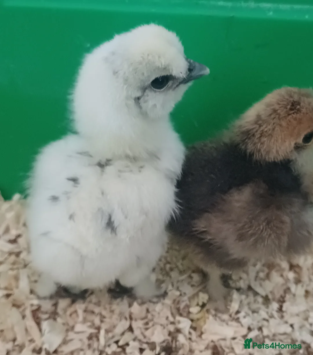 Chickens poultry for sale: Silkie chicks, hatching eggs & cockerels available - Advert 1