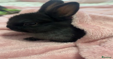 Netherland Dwarf rabbits - Advert 7